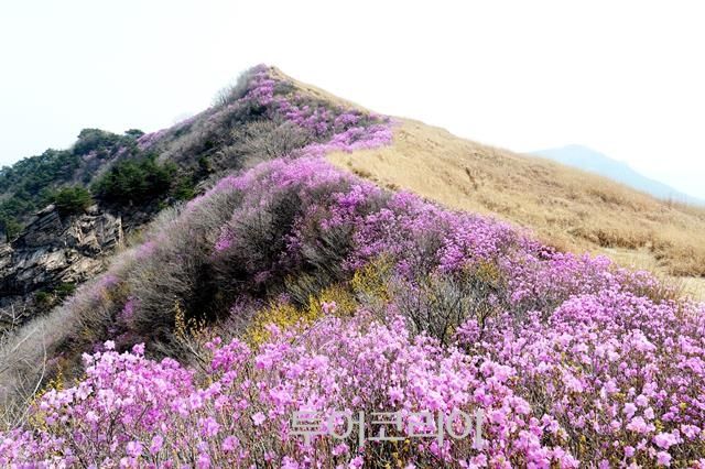 창녕 9경 화왕산 진달래/사진-창녕군