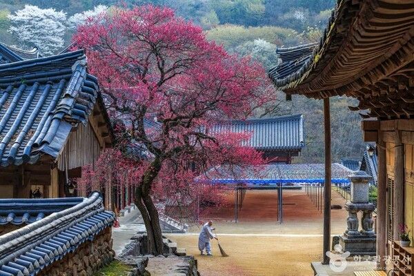 신사의 아침 (출처=ⓒ한국관광공사 포토코리아-신윤철)