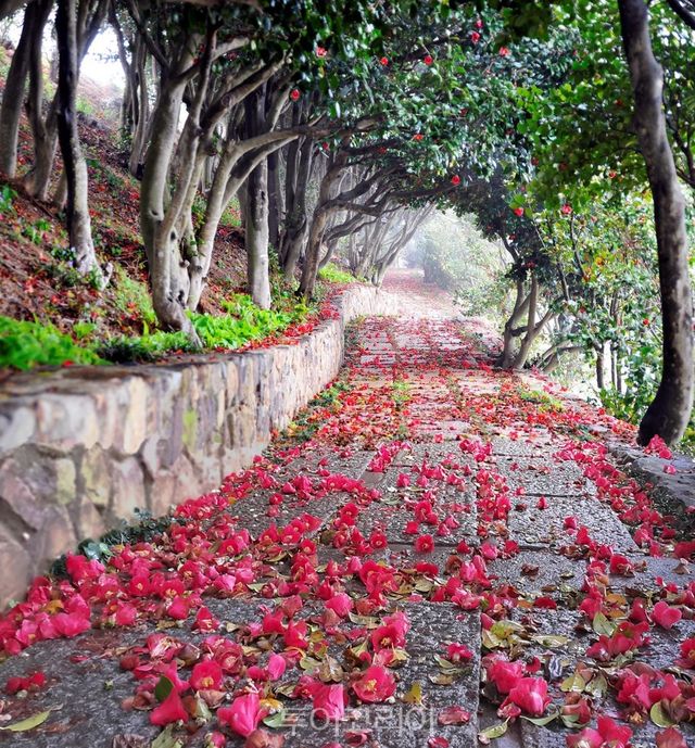 통영 .장사도동백터널/사진=경남도