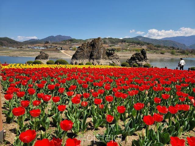 튤립 만발한 단양 도담삼봉/사진-단양군