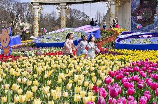 에버랜드 튤립축제 /사진=삼성물산 에버랜드