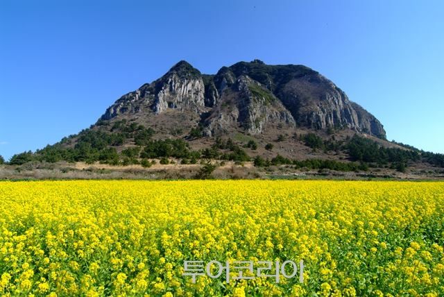 산방산 유채꽃 / 제주관광공사 제공