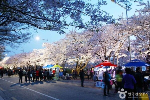 영등포 여의도 봄꽃축제 (출처=ⓒ한국관광공사 포토코리아-이범수)
