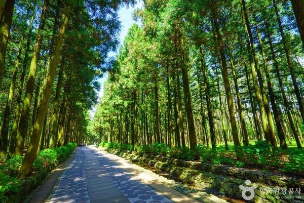 제주절물자연휴양림 (ⓒ한국관광공사 포토코리아-김지호)