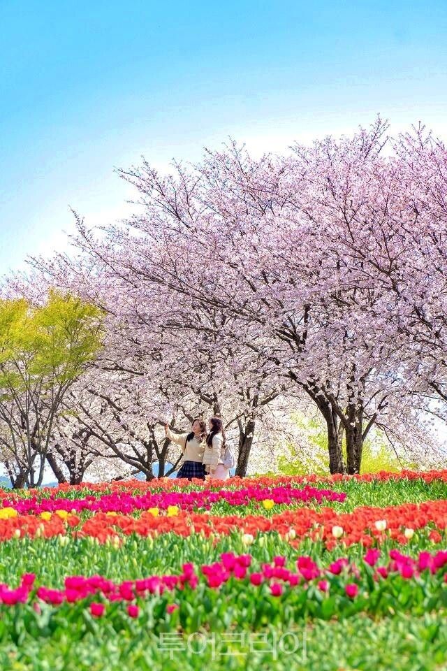 형색색의 튤립이 흩날리는 벚꽃잎 사이로 매혹적인 색채를 풍기며 피어나고 있는 순천만국가정원의 네덜란드정원/사진-순천시