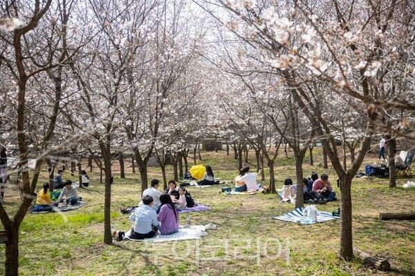 성라산 고양둥이 벚꽃동산/투어코리아뉴스 정명달 기자