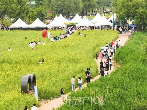 창릉천 유채꽃축제/투어코리아뉴스 정명달 기자