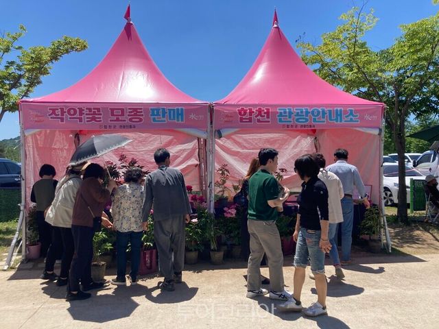 관광객들로 붐비는 핑크마켓(합천관광 홍보 부스)/사진=합천군
