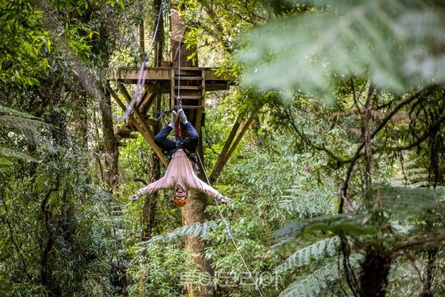 로토루아 캐노피 투어에서 제공하는 집라인 체험 ⓒMiles Holden-사진제공-뉴질랜드관광청