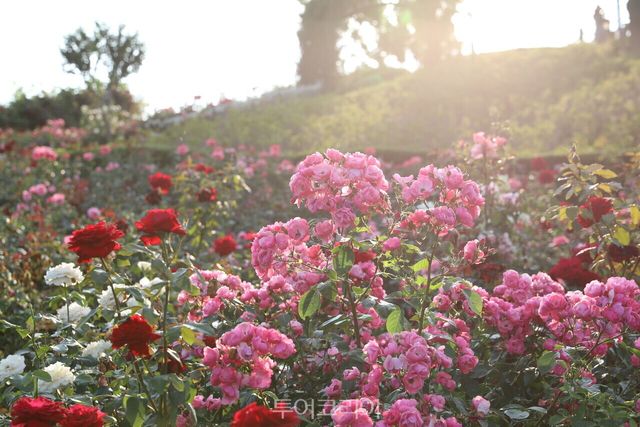 [사진1-전 고령가야왕릉 전경] 사진제공 : 경상북도개발공사사진2-함창명주테마파크 건물 외관] 사진제공 : 경북나드리[사진-함창명주테마파크 장미동산] 사진제공 : 경북나드리