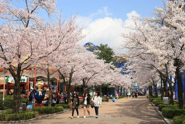 서울랜드 벚꽃길
