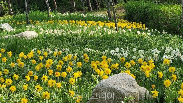 수목원 수선화 향연/사진=경기도