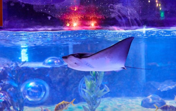 출처 : 부산 아쿠아리움