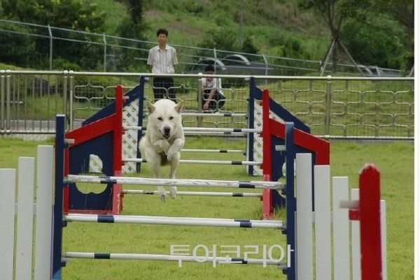 진도개테마파크
