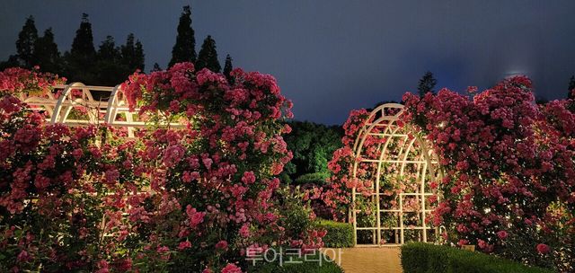 수천만 송이 장미꽃 ‘활짝’ 피어나 눈길을 사로잡고 있는 광양/사진-광양시