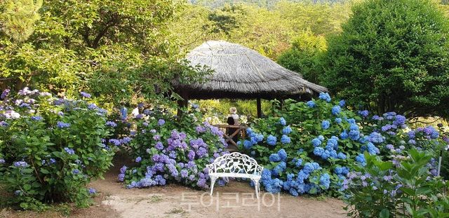 만화방초 수국 /사진-고성군