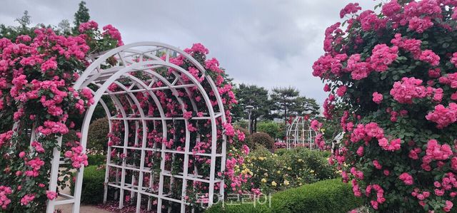 수천만 송이 장미꽃 ‘활짝’ 피어나 눈길을 사로잡고 있는 광양/사진-광양시