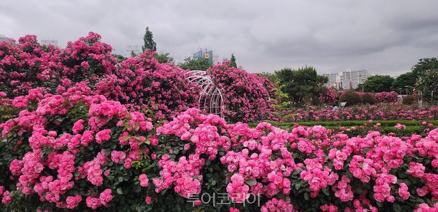 수천만 송이 장미꽃 ‘활짝’ 피어나 눈길을 사로잡고 있는 광양/사진-광양시