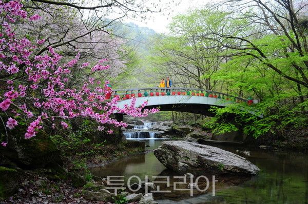 순창 강천산의 봄/사진-순창군