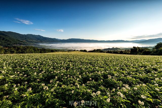 펀치볼 감자꽃&숲길 걷기 구간/사진-양구군