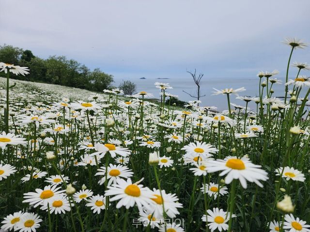 샤스타데이지 만개한 ‘순백의 꽃길’ 부안 변산마실길/사진-부안군