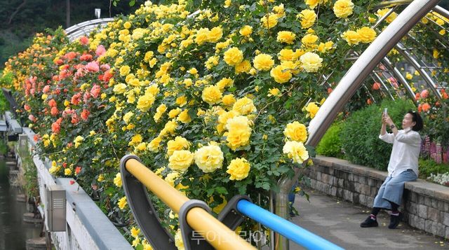 "황룡강 상류 방면에 활짝 핀 꽃양귀비" "서삼장미터널" "서삼장미터널에서 바라본 황룡강 꽃길" /사진-장성군