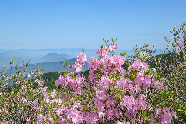 소백산에 철쭉 핀 풍경/사진-영주시