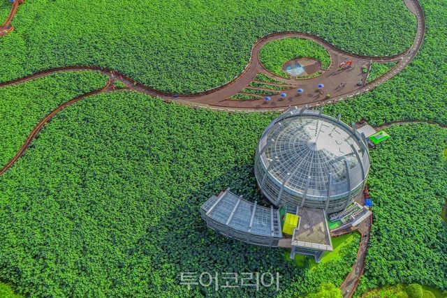 무안 회산백련지/사진-무안군