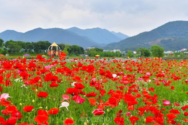 "황룡강 상류 방면에 활짝 핀 꽃양귀비" "서삼장미터널" "서삼장미터널에서 바라본 황룡강 꽃길" /사진-장성군