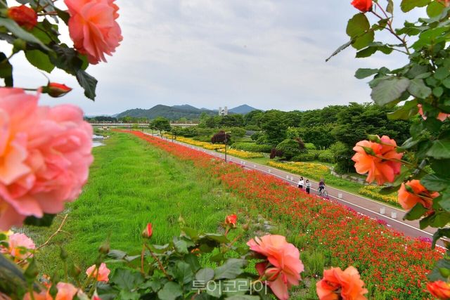"황룡강 상류 방면에 활짝 핀 꽃양귀비" "서삼장미터널" "서삼장미터널에서 바라본 황룡강 꽃길" /사진-장성군