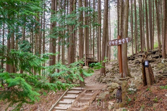 완주 공기마을 편백나무 숲 / 사진-한국관광공사
