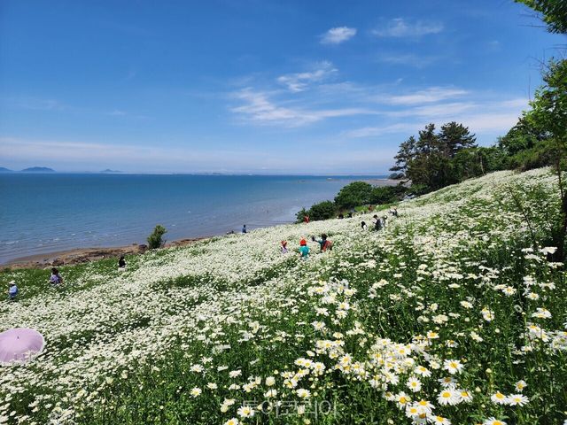 샤스타데이지 만개한 ‘순백의 꽃길’ 부안 변산마실길/사진-부안군