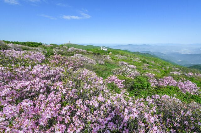 소백산에 철쭉 핀 풍경/사진-영주시