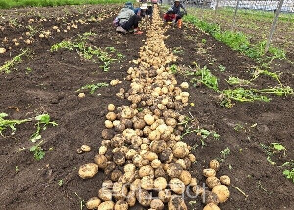 보성군 햇감자 수확 모습. /사진-보성군
