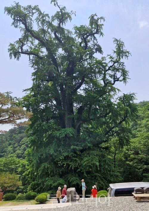 천년고찰 용문사 은행나무/투어코리아뉴스 정명달 기자