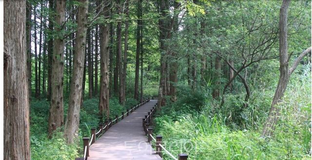 습지 관람로/사진=물향기 수목원