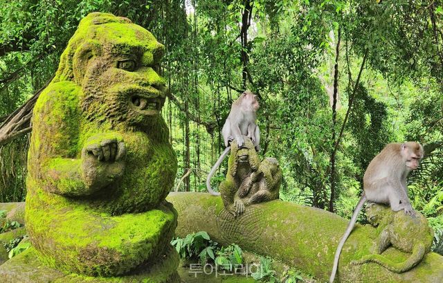 몽키 포레스트
