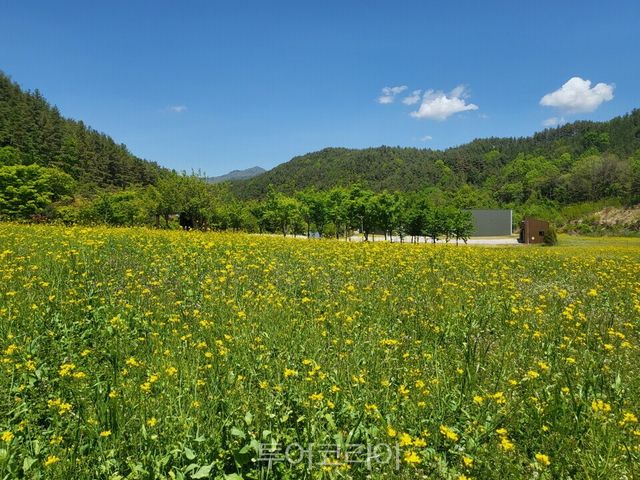태권도원 플레이원 앞에 핀 ‘유채꽃’/사진=태권도원