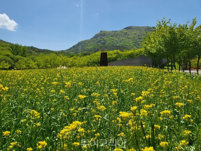 태권도원 플레이원 앞에 핀 ‘유채꽃’/사진=태권도원