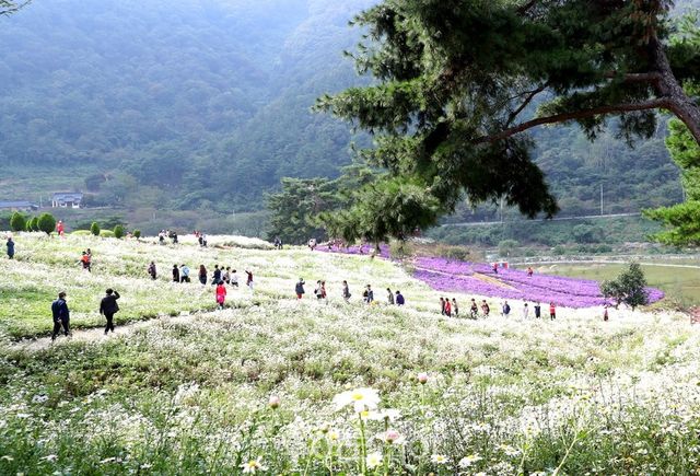 구절초 테마공원/사진-정읍시