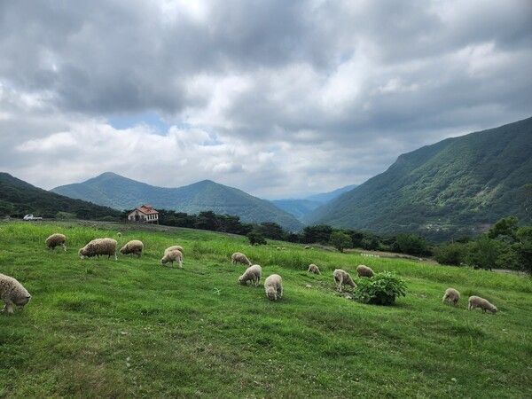 무등산양떼목장