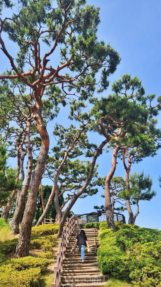 한국과학기술원(KAIST) 캠퍼스 내 솔잎언덕 / 사진-투어코리아