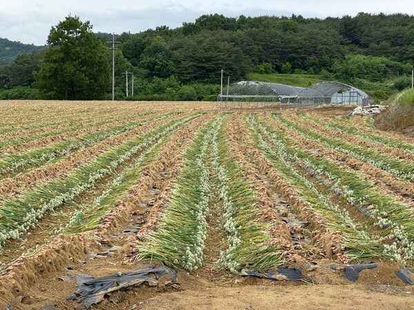 예천쪽파종구(사진제공=예천군청)