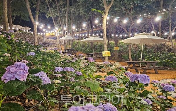 수국 공원. /사진-진도군