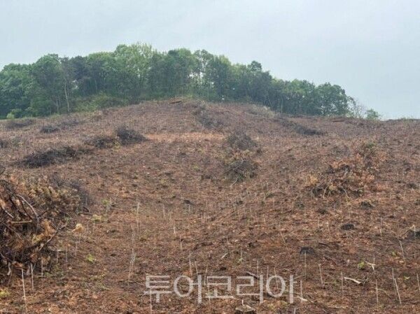 경제림 조성 부지 전경/투어코리아뉴스 정명달 기자