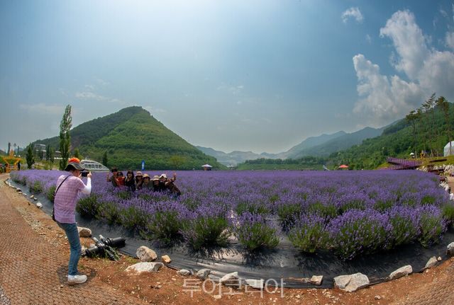 무릉별유천지 라벤더 기념촬영/사진=동해문화관광재단