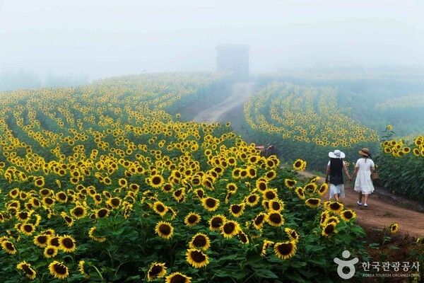 강주마을 해바라기 길(ⓒ한국관광공사 포토코리아-최충림)