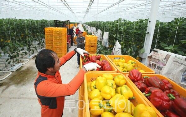 탐진들 파프리카. /사진-강진군