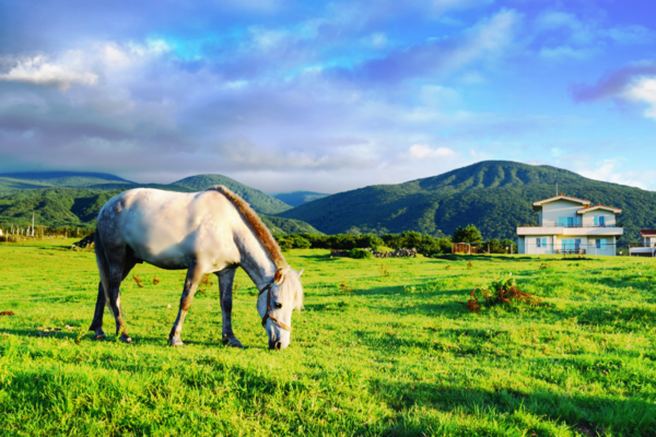 사진=어승생승마장