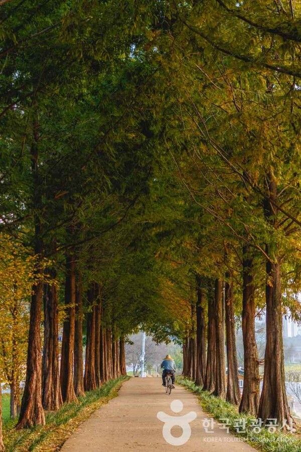 공주 메타세콰이어길 (ⓒ한국관광공사 포토코리아-신혜성)